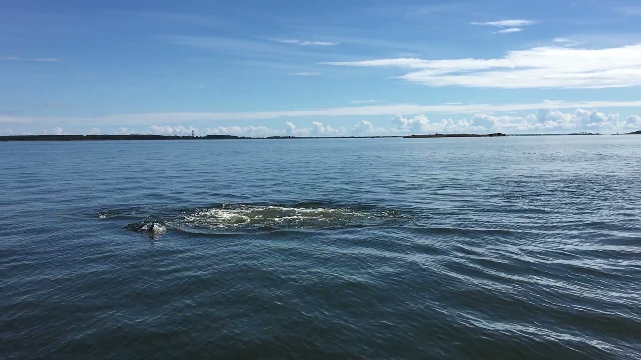 Dolphins in the sound in North Carolina